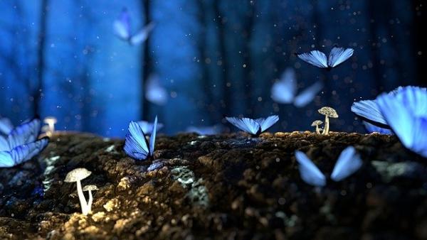 Le Rêve du papillon. (Image : Игорь Левченко / Pixabay)