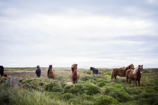 Il a constaté qu’il y avait vingt mille chevaux non enregistrés dans le livre. (Image : Free-Photos / Pixabay) 