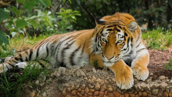 Les amoureux de la nature peuvent visiter le parc national de Ranthambhore, célèbre pour ses sentiers de tigre. (Image via pixabay / CC0 1.0)
