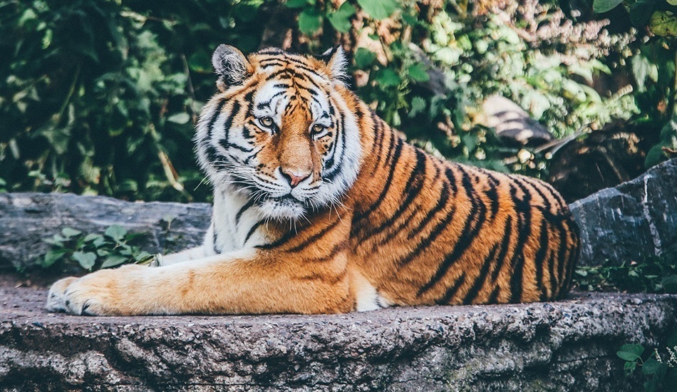 Il existe de nombreuses expressions chinoises qui font référence au tigre, 虎 (prononcé hǔ). (Image : Reurinkjan via Wikimedia / CC BY 2.0)