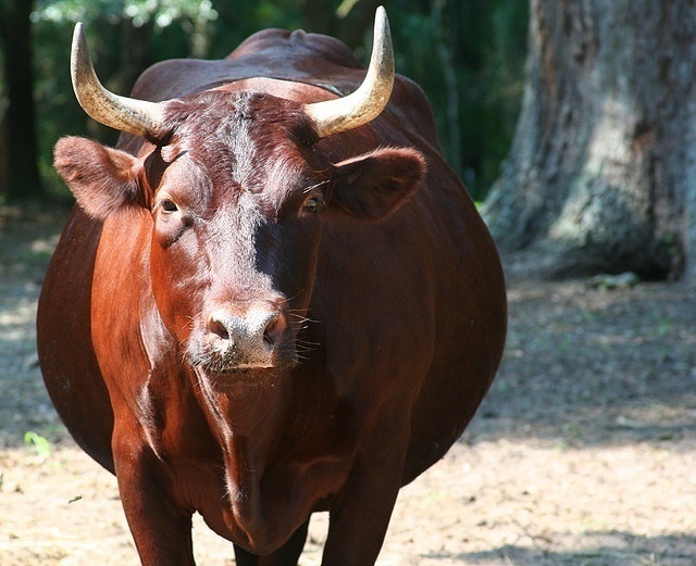 En Chine existe une expression idiomatique : “jouer du luth à une vache”. (Clicksy/Flickr)