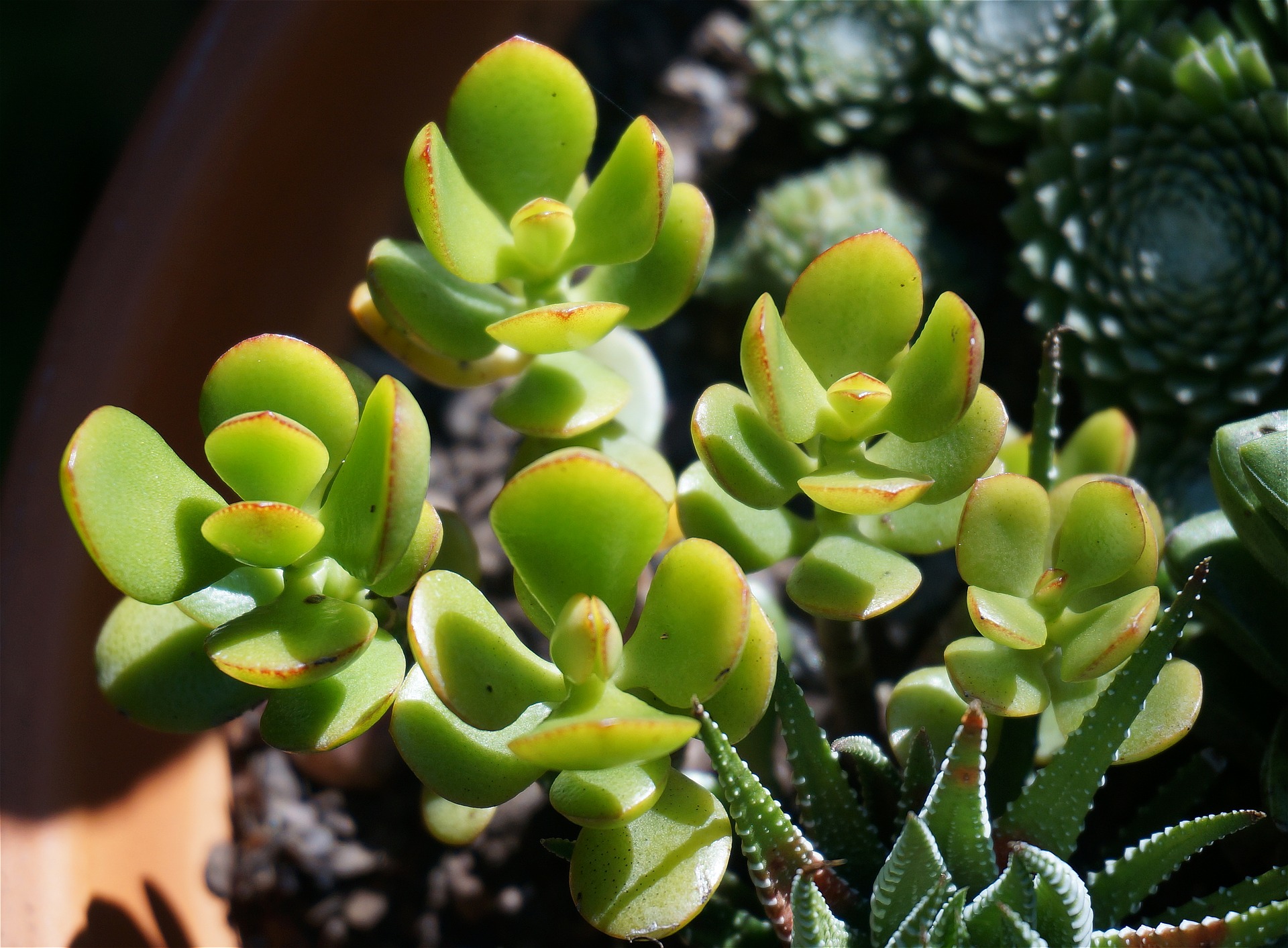 La plante de jade est sensée absorber près de 91 % du toluène présent dans l'atmosphère (Image: Leoleobobeo / Pixabay)