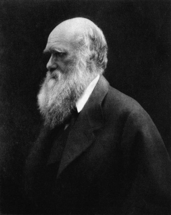 Contrairement à Marx et Freud, Darwin lui-même reste considéré à la fois comme un penseur très original et comme un chercheur attentif (son étude des fossiles de balanes reste un exemple pour les paléontologues). (Image : Wikimedia / Julia Margaret Cameron / Domaine public)