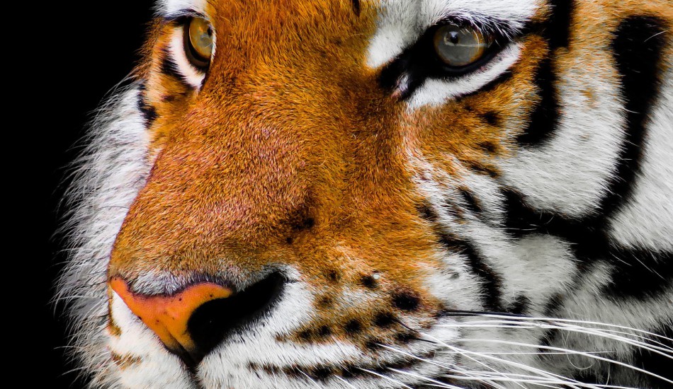 Au bout d'un certain temps, un tigre est soudainement apparu. (Image : pixabay / CC0 1.0)