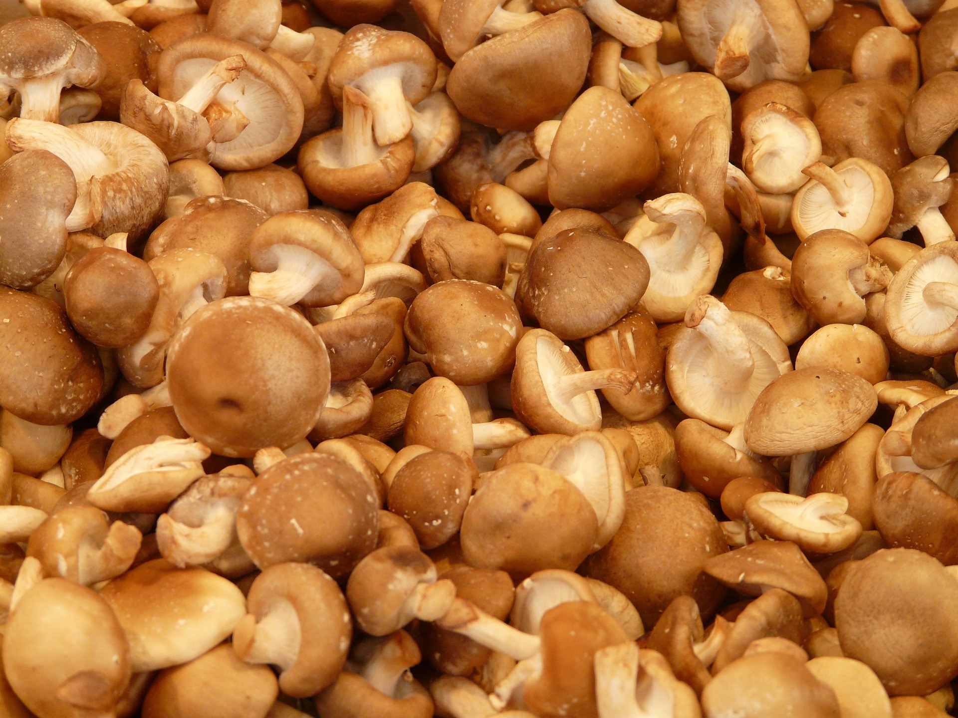 Le champignon shiitake est le chouchou de la famille des champignons comestibles - ils est honoré comme l le rois du règne végétal. (Image : Hans / Pixabay)