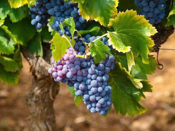 Raisins concord suspendus à une vigne dans un vignoble. (Image: Mbc-2016 / Pixabay) 