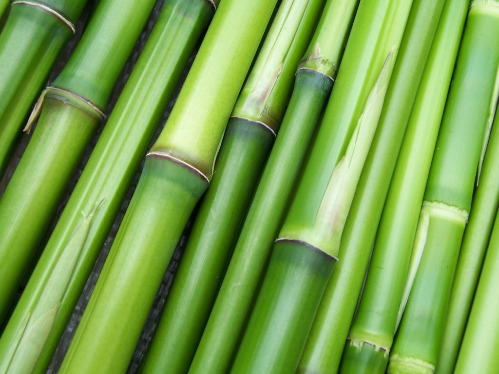 Le bambou est la plante la plus grande de la famille des graminées et est connu pour ses nombreuses propriétés pharmacologiques. (Image : Clarabsp / Pixabay)