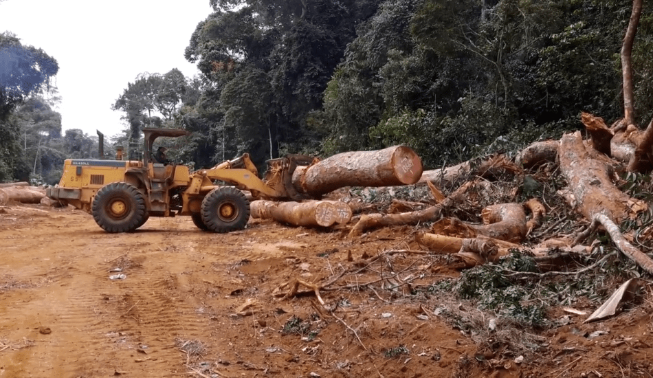 Les mesures prises par le Ghana pour lutter contre le commerce illégal de bois de rose n'ont pas empêché la Chine d'acquérir illégalement du bois de rose de la nation africaine. (Image: Capture / YouTube)