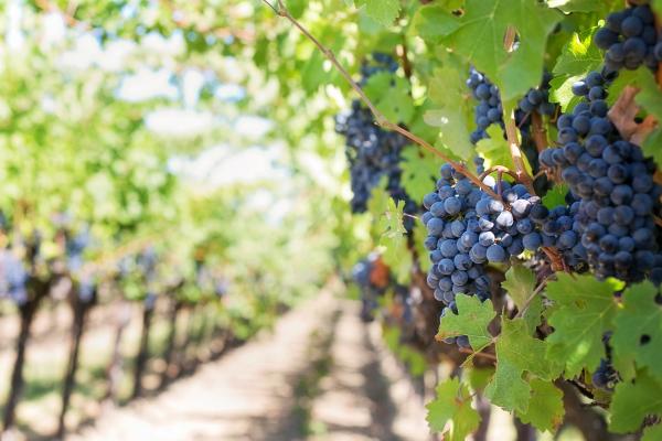 Le raisin est plus sucré lorsque les vignes sont exposées à de la musique classique. (Image : JillWellington / Pixabay)
