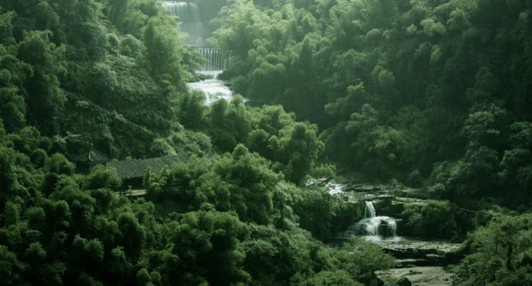 Forêt de bambou ShuNan à Yibin, Sichuan. (Image : Capture d’écran / YouTube)