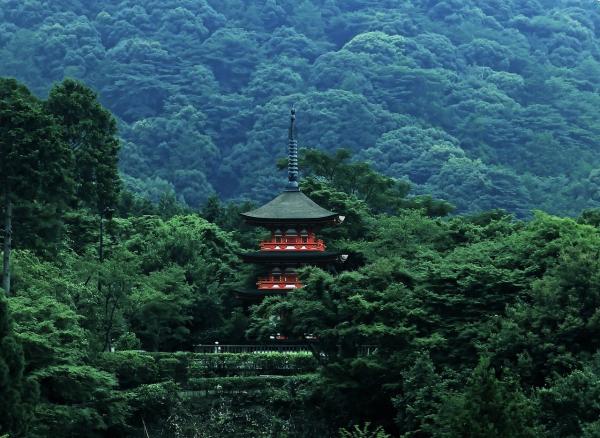 Au Japon, le « bain de forêt », consiste à aller se promener en forêt afin de se reconnecter à cette nature. (pixabay)
