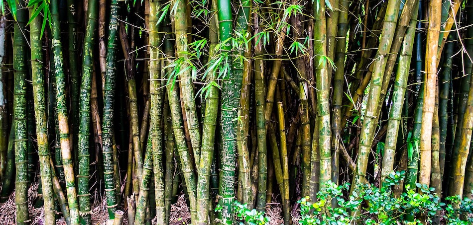 Le gouvernement ougandais utilise le bambou dans le pays pour lutter contre la déforestation. (Pixabay)