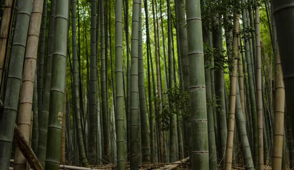 L'administration ougandaise a dévoilé un ambitieux projet décennal visant à planter environ 375 000 hectares de bambous dans le pays. (Image: via pixabay / CC0 1.0)