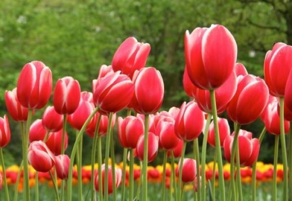 Tulipes. (Vision Times)
