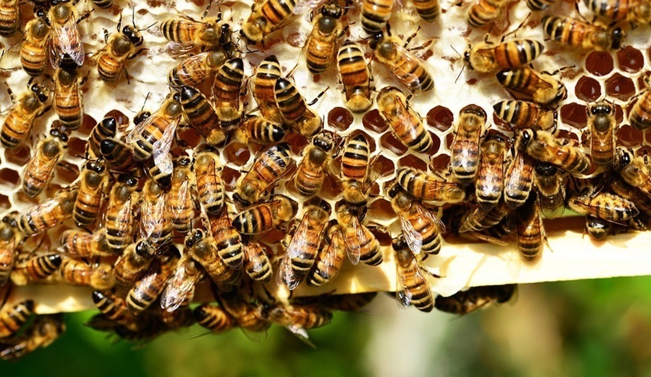 Depuis l'introduction des abeilles mellifères européennes en Chine au 19e siècle, près de 80% de la population indigène d'abeilles domestiques du pays a disparu. (Image via pixabay / CC0 1.0)