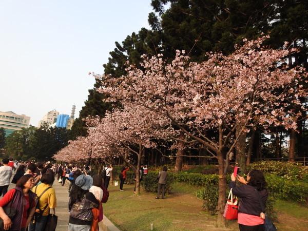 Fleurs de cerisier au Parc commémoratif Chiang Kai-shek. (Image : Billy Shyu/Vision Times)