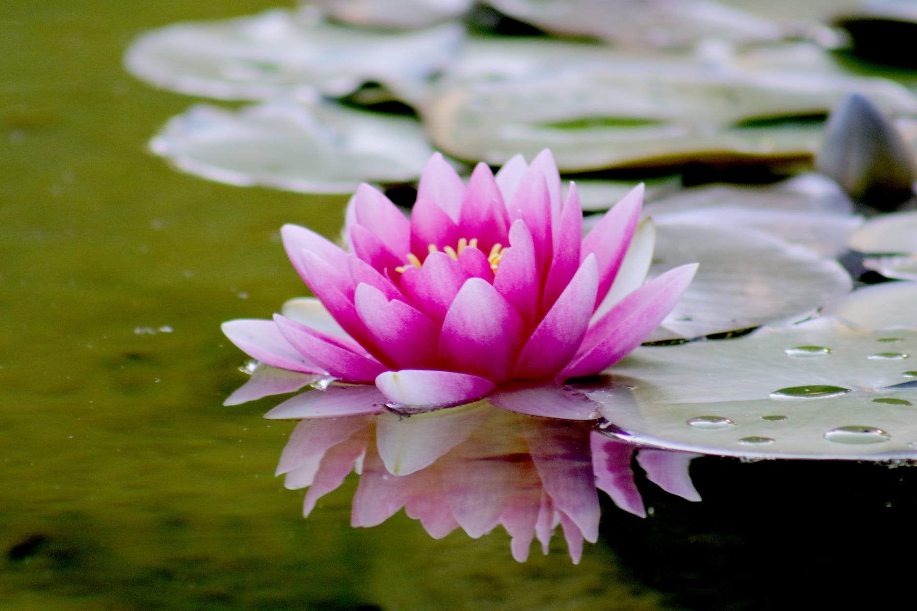 Une fleur de lotus rose (Image : Pixabay)