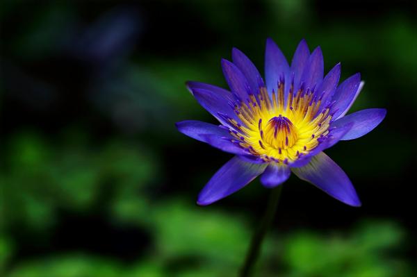 Une magnifique fleur de lotus bleu. (Image: Pixabay)