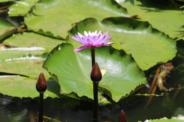 Une fleur de lotus rose (Image: Pixabay)