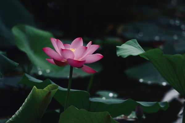Un lotus rose s'élevant au-dessus de l'eau (Image: Pixabay)