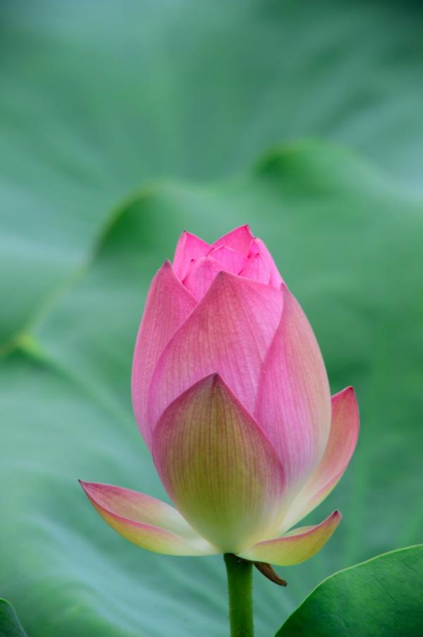 Un lotus rose qui commence à fleurir (Image: Pixabay)