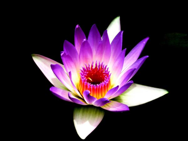 Un lotus spectaculaire en pleine floraison (Image: Pixabay)