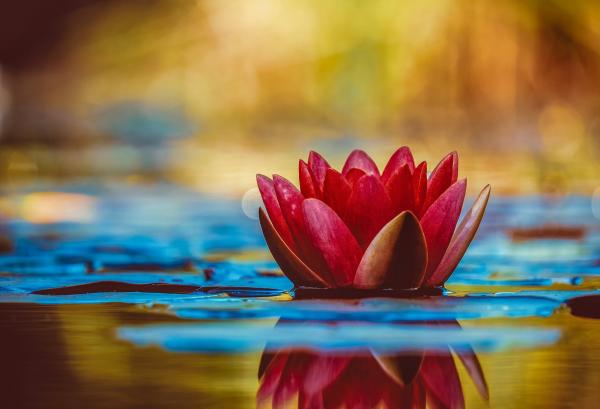 Un bourgeon de lotus rouge (Image: Pixabay)