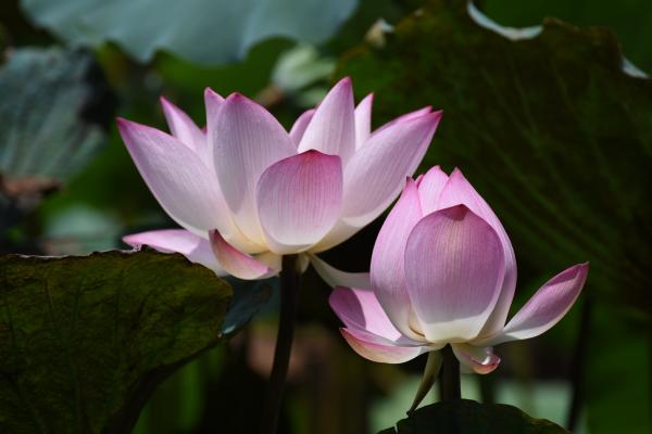 Une fleur et un bourgeon de lotus radieux (Image: Pixabay)