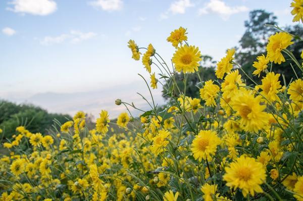 Les chrysanthèmes, dont on pense qu'ils ont des propriétés curatives, sont les fleurs traditionnelles de la Fête du double neuf (Image : Shenyunperformingarts.org)