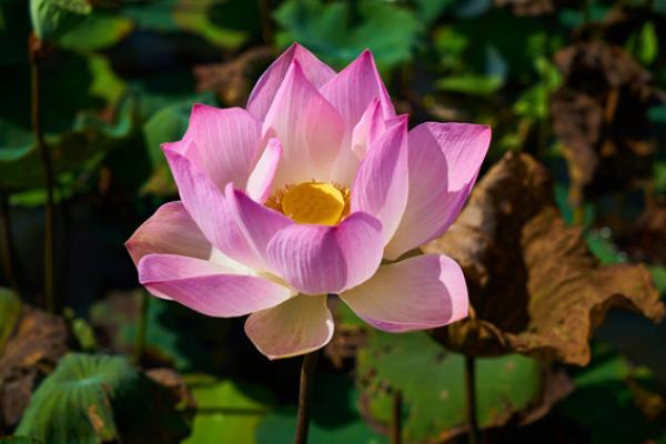 Le symbolisme du lotus est lié au bouddhisme. (Pixabay)