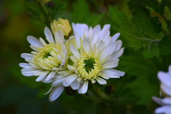 Les chrysanthèmes sont un symbole de retraite paisible et de joie. (Pixabay)