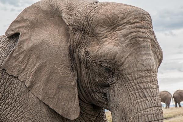 Les chercheurs ont observé moins de comportements anormaux chez les éléphants dans les zoos lorsqu'ils sont exposés à de la musique classique. (Image via pixabay / CC0 1.0)