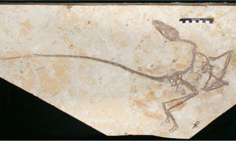 Wulong bohaiensis. Le squelette décrit dans le nouveau document est remarquablement complet. Le nom signifie «dragon dansant» en chinois et fait en partie référence à sa posture dynamique. (Image: Ashley Poust)