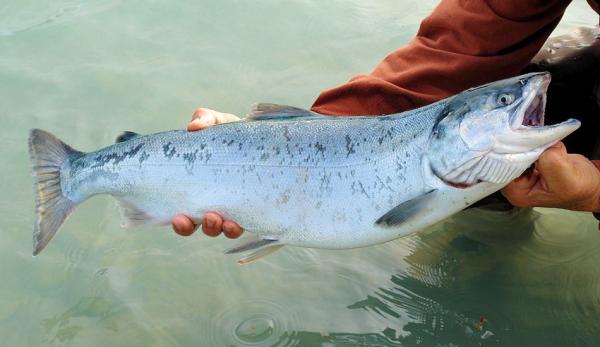 Les Skolts ont documenté le déclin du saumon dans une rivière locale. (Image : pixabay / CC0 1.0)