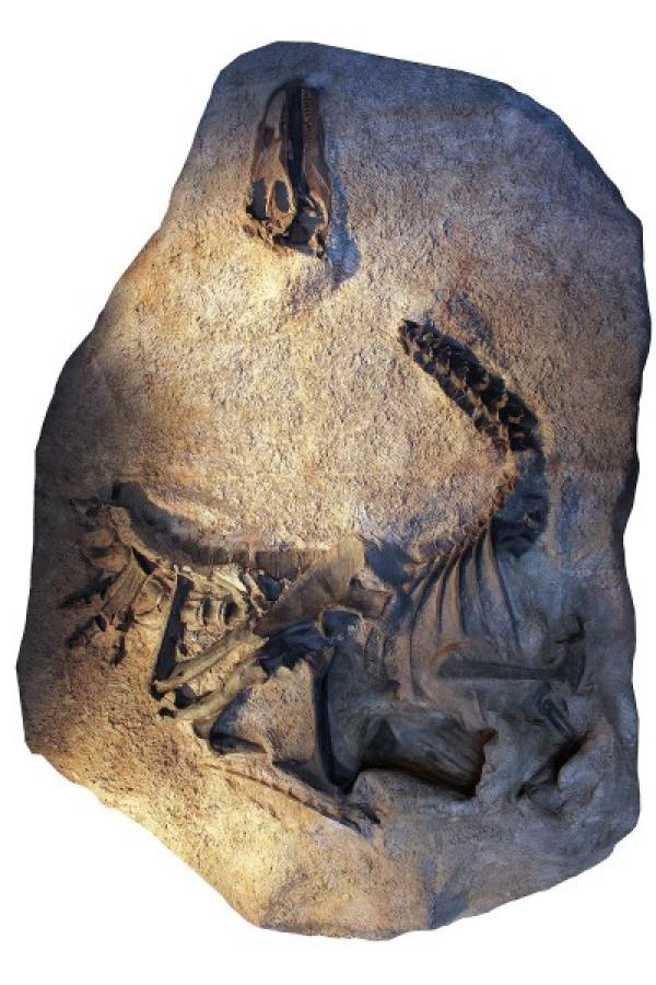 Un moulage du squelette et du crâne d'Allosaurus jimmadseni tel qu'il a été découvert et maintenant exposé au Dinosaur National Monument dans l'Utah. Le squelette original a été moulé et coulé avant d'être démonté et préparé pour l'étude et la recherche. (Image: Dan Chure)