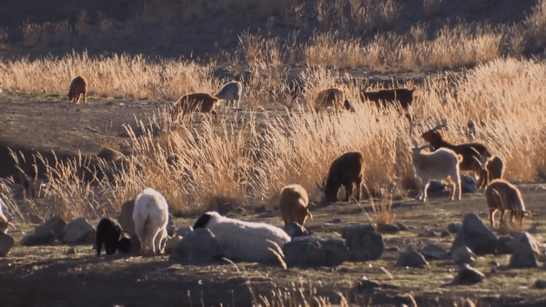 Les nomades ont coutume d’élever des troupeaux d'animaux comme les chèvres. (Capture d’écran / YouTube)