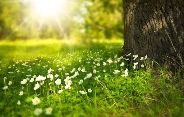 Les feuilles vertes convertissent la lumière du soleil en sucres tout en remplaçant le dioxyde de carbone dans l'air par de la vapeur d'eau, qui refroidit la surface de la Terre. (Image : pixabay / CC0 1.0)