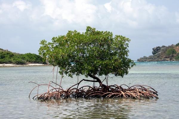 Les mangroves sont actuellement menacées. (Image : Freddie01 / Pixabay )