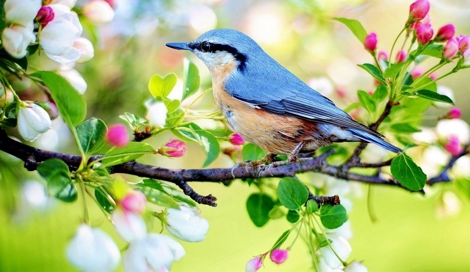 Le printemps est considéré comme le début d’un nouveau cycle de vie et de régénérescence. (Image : pixabay / CC0 1.0)