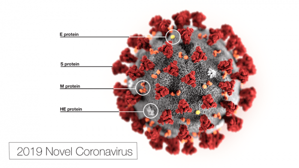 Le nouveau coronavirus 2019. (Image : CDC / Alissa Eckert, MS / Dan Higgins, MAM / Domaine public)