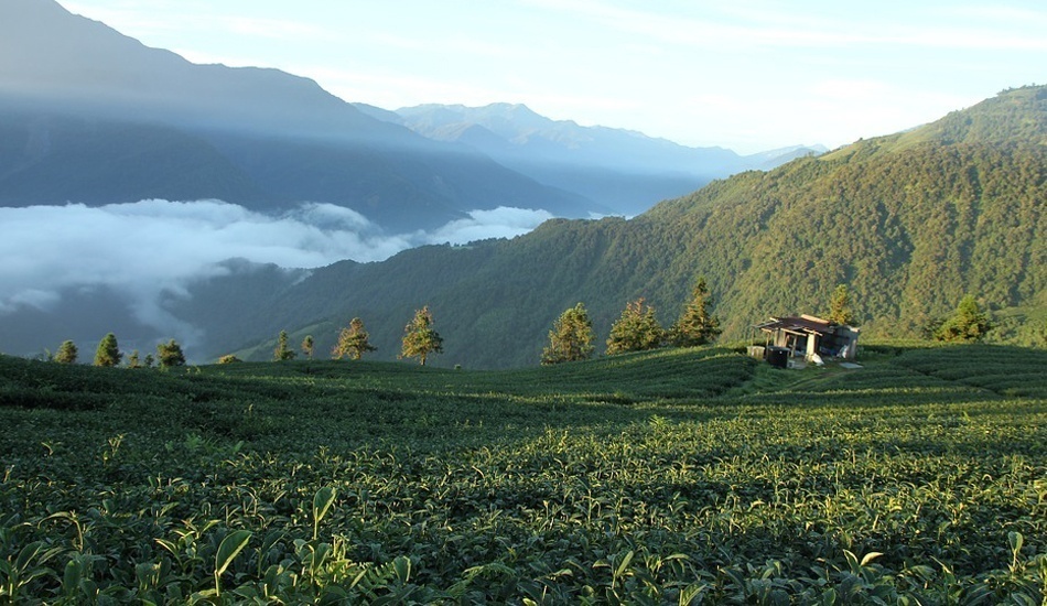 L’industrie du thé à Taiwan a commencé dans les années 1660. (Image : pixabay / CC0 1.0)