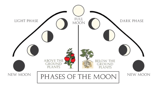 Les végétaux de surface sont plantés lors des phases lunaires croissantes et les plantes racines lors des phases lunaires décroissantes. (Image : Capture d’écran / YouTube)