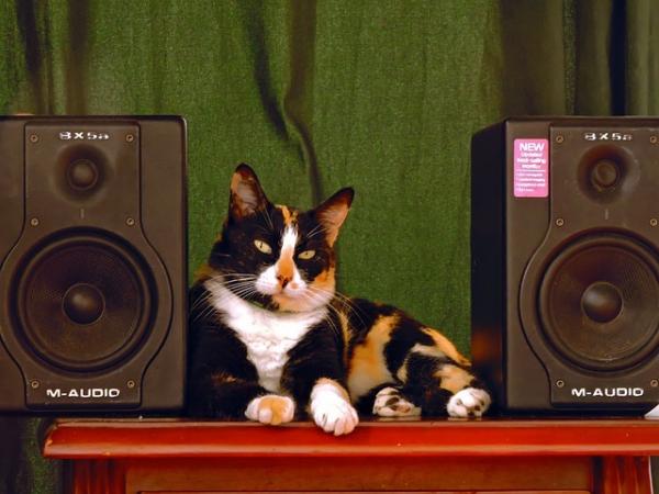 Les chats apprécient la musique spécifique aux chats. (Image : maxpixel / CC0 1.0)
