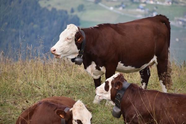 Les vaches qui écoutent une musique plus lente produisent plus de lait. (Image : pixabay / CC0 1.0)