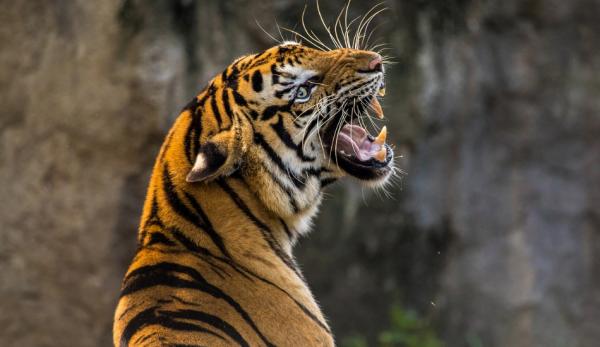 USA : Un tigre du zoo du Bronx de New York serait le premier exemple de transmission du Covid-19 de l’homme à l’animal. (Image : pixabay / CC0 1.0)