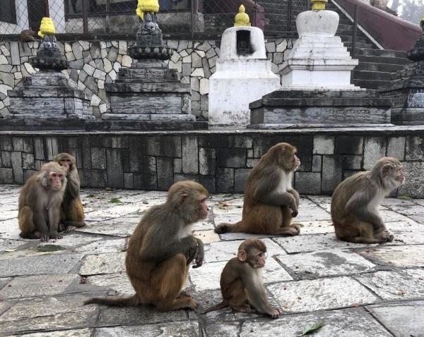 Des macaques rhésus à Katmandou, temple au Népal. (Image : Christine Kreuder Johnson / UC Davis)
