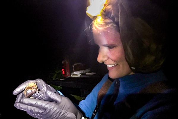 Tara Hohoff, biologiste de la faune sauvage de l’Illinois Natural History Survey, a capturé une chauve-souris au filet japonais pour recueillir des données sur les populations de chauves-souris dans le centre de l’Illinois. (Image : Steve Taylor)