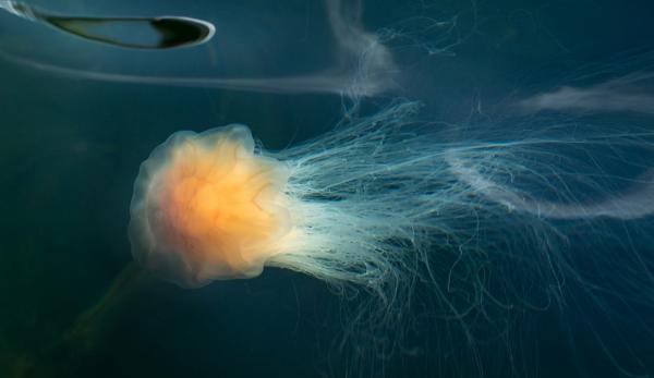 La méduse Crinière de Lion peut potentiellement rivaliser avec le siphonophore. (Image : wikimedia / CC0 1.0)