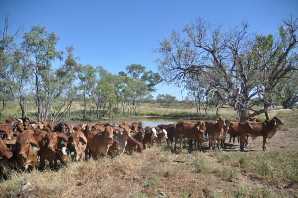 La station d’élevage Yakka Munga, dans le Kimberley, a été rachetée par Zenith, une entreprise chinoise, qui a complètement ignoré l’écosystème et qui, sans permis et sans avoir consulté la communauté locale, a défriché 120 hectares de terres, détournant l’eau de pluie et commençant des travaux d’excavation. (Image : Pixabay / CC0 1.0)