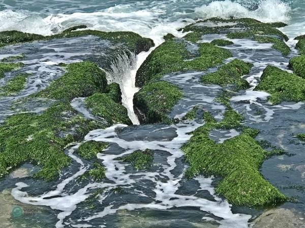 Chaque année, au nord-est, pendant la mousson, des algues vertes prolifèrent à la surface des récifs. (Image : Julia Fu / Vision Times)